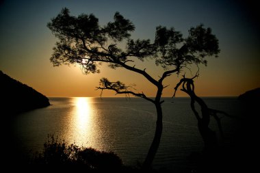 Deniz üzerinde gün doğumu ve mavi deniz zeminli çam ağacı Türkiye