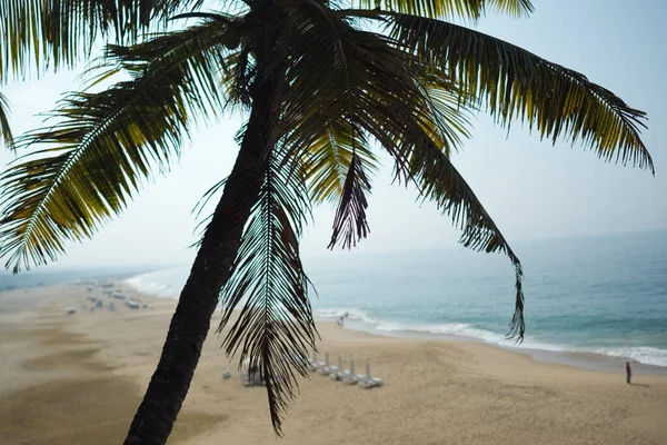 Palm and Ocean coast with big waves in India — Stock Photo, Image