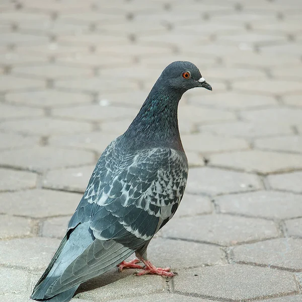 pigeon, bird, gray bird, curious dove, dove looking