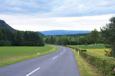 Güzel manolya yakın