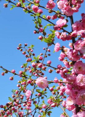 çiçekli çalı yabani gül