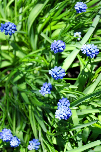 Üppiger Strauch Blauer Blumen — Stockfoto