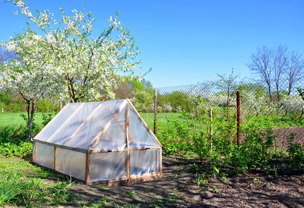 Homemade Small Greenhouse Background Spring Vegetation — Stock Photo, Image