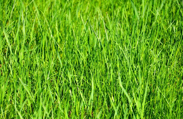 Streszczenie Tła Żywą Zieloną Trawą Dla Twojego Projektu — Zdjęcie stockowe