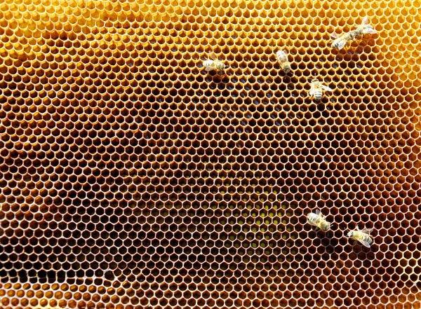 Rámků Včely — Stock fotografie