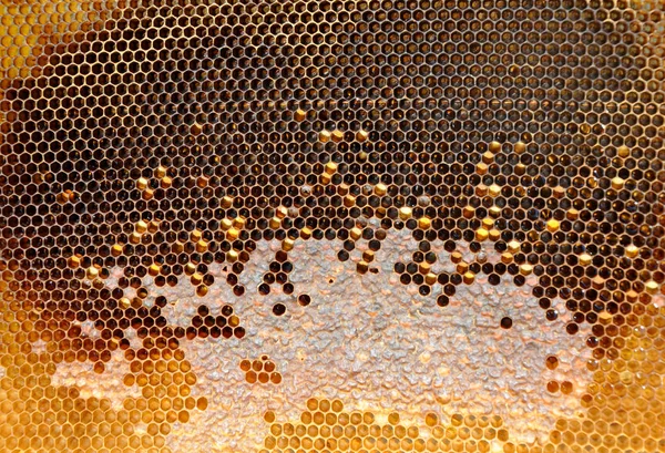 Honungskakor Med Slutna Celler — Stockfoto