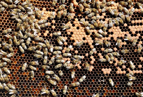 Bienengestelle Mit Bienen — Stockfoto