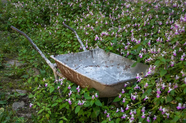 鲜花中的老花园手推车 — 图库照片