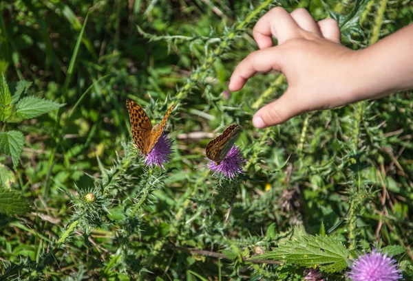 Ręką Dziecka Próbuje Złapać Motyla Siedzi Kwiat — Zdjęcie stockowe