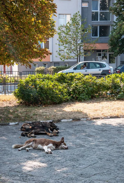 Asenovgrad Plovdiv Bulgaria 2018 Homeless Sterilized Dogs Sleeping Streets City — Stock Photo, Image