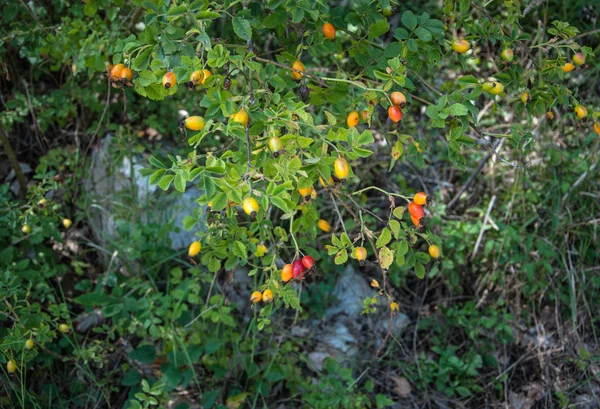 Rosal Silvestre Inmadura — Foto de Stock