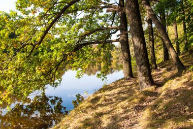 tasarımınız için nehre yansıyan ağaçlar