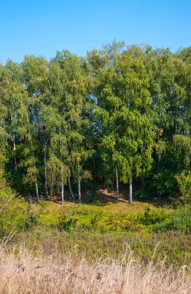 Aleja Brzozowa Tle Niebieskiego Nieba Dla Projektu — Zdjęcie stockowe