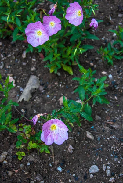 Oenothera Speciosa Растет Саду Вашего Дизайна — стоковое фото