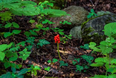 Tasarımınız için ormanda büyüyen Arisaema triphyllum