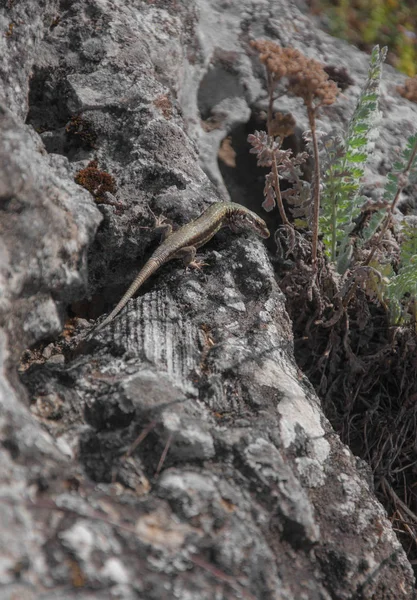 Lizard Sitting Rock Your Design — Stock Photo, Image