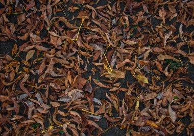 Tasarımlarınız için arka plan ile düşen sonbahar yaprakları