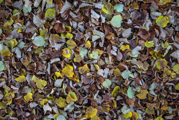 Tło Fallen Jesieni Pozostawia Projektowania — Zdjęcie stockowe
