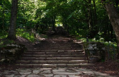 tasarımınız için yeşil orman arasında taş merdivenle