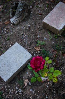 tasarımınız için bahçedeki gül büyüyen çiçek