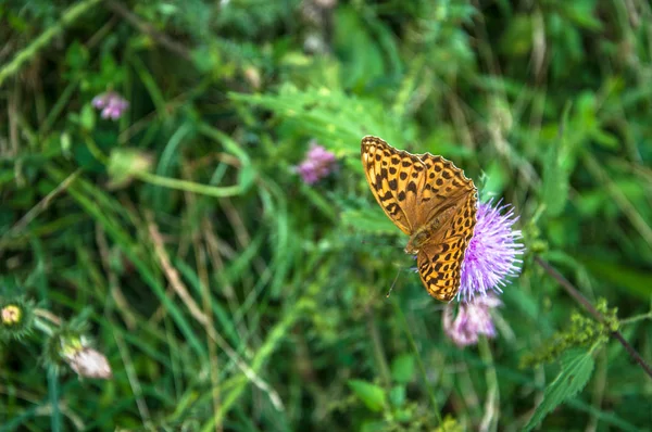 Метелик Сидить Квітці Вашого Дизайну — стокове фото