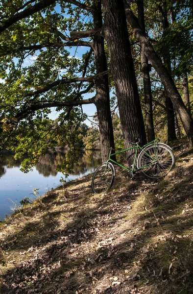 Ρετρό Ποδήλατο Στέκεται Δίπλα Ένα Δέντρο Στο Δάσος Για Σχέδιό — Φωτογραφία Αρχείου