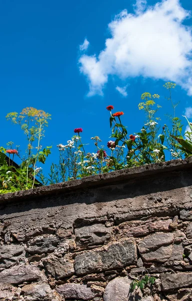 Bloemen Groeien Stenen Omheining Tegen Hemel Voor Ontwerp — Stockfoto