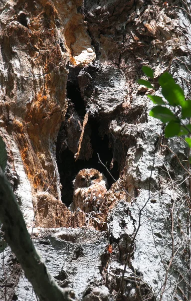 Une Chouette Assise Dans Creux Arbre Pour Votre — Photo