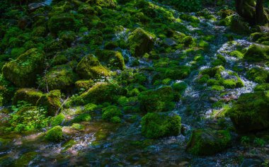 tasarımınız için yosun kaplı kayalar arasında küçük şelale