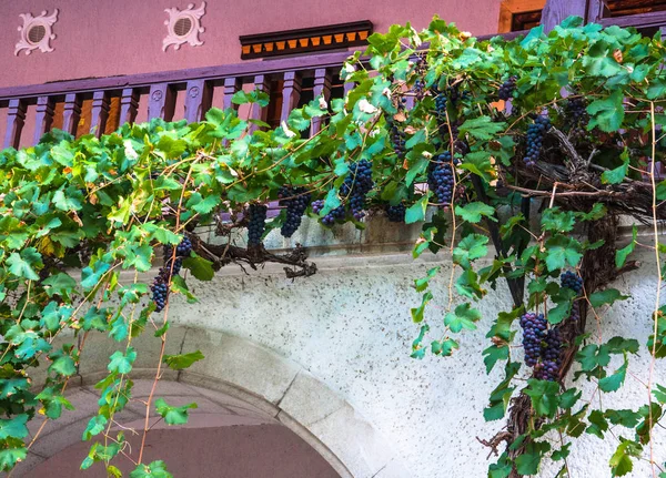 Vines Growing Wall Purple Grapes Branches Your Design — Stock Photo, Image