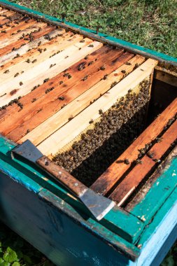 Arı kovanı tasarımınız için üzerine arılar ile