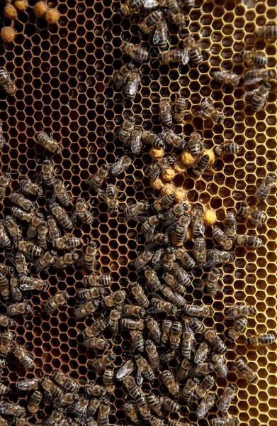 Marcos Abejas Con Abejas Para Diseño —  Fotos de Stock