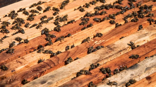 Včelí Rámy Včelami Pro Váš Design — Stock fotografie
