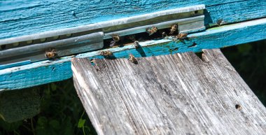 Arı kovanı tasarımınız için üzerine arılar ile