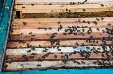 Tasarımınız için arılı çerçeveler