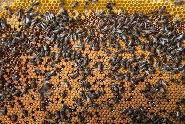 Včelí Rámy Včelami Pro Váš Design — Stock fotografie