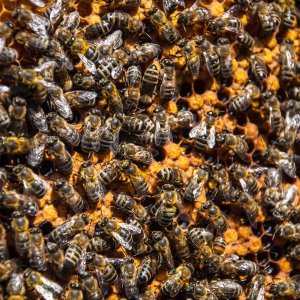 Méhkeretek Méhekkel Számára — Stock Fotó