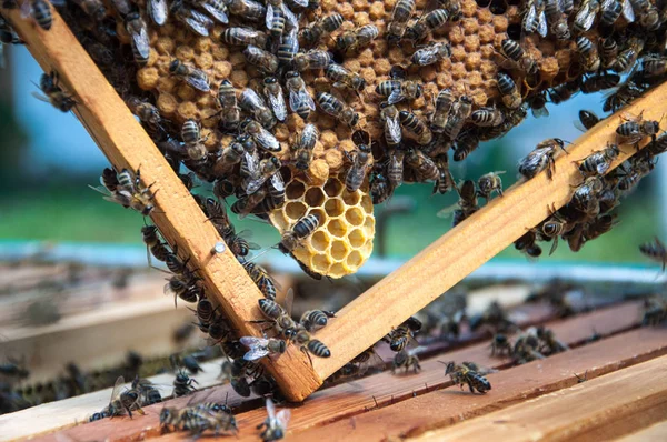 Πλαίσια Μελισσών Μέλισσες Για Σχεδιασμό Σας — Φωτογραφία Αρχείου