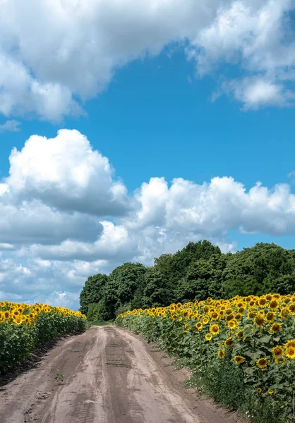 Solrosfält Solig Dag För Din Design — Stockfoto