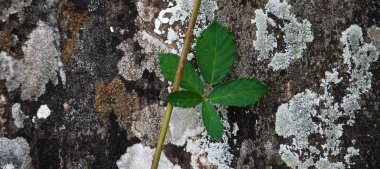Benekli taşla kaplı soyut bir arkaplan yosun ve üzerinde bir bitki var.