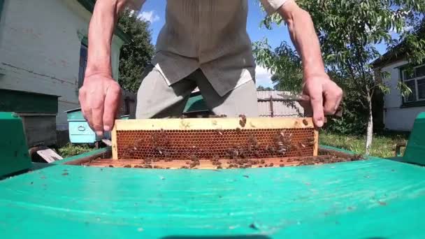 Apicultor Cámara Lenta Tira Marco Con Abejas Una Colmena Abierta — Vídeo de stock