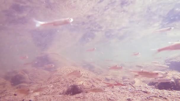 Tiro Subaquático Peixe Rio Fundo Rochoso — Vídeo de Stock