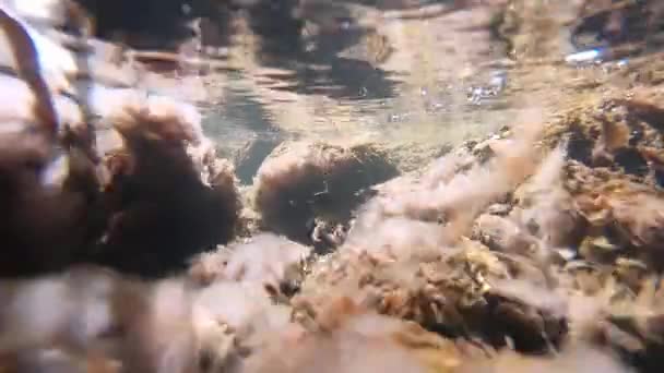 Nehir Yosunları Akıntıda Sallanıyor Sualtı Ateşi — Stok video