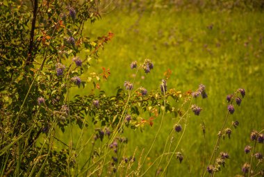 Güneşli bir günde kır çiçekleri dizaynınız için