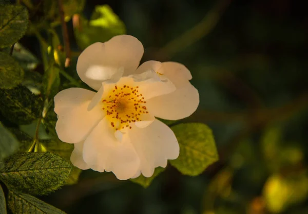 Цветок Розы Corymbifera Кусте Вашего Дизайна — стоковое фото