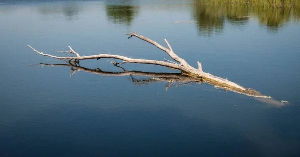 乾燥した木の枝が水の中にある — ストック写真