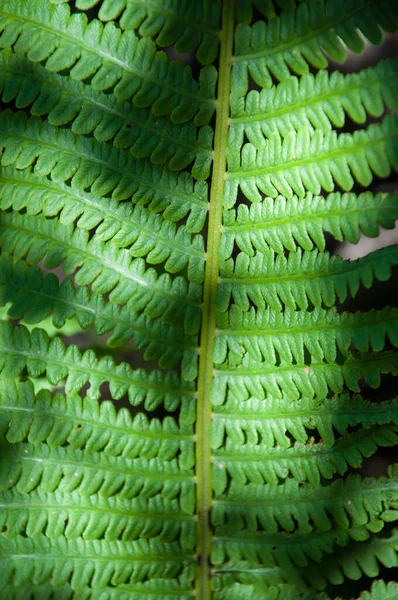 Feuille Fougère Près Pour Votre Conception — Photo