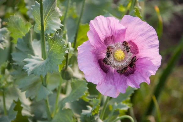 Fiore Papavero Rosa Con Alcune Api All Interno Che Raccolgono — Foto Stock