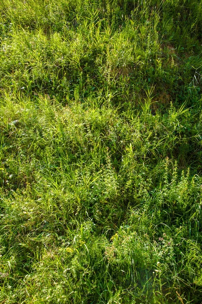 Fiori Selvatici Che Crescono Nel Campo — Foto Stock