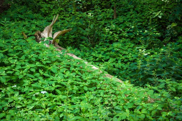 Trockener Stamm Liegt Inmitten Der Üppigen Grünen Vegetation — Stockfoto